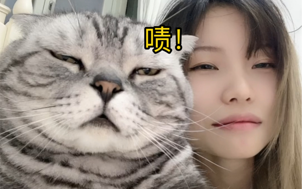 猫猫er:别想骗我!我下了猫猫反诈app!哔哩哔哩bilibili