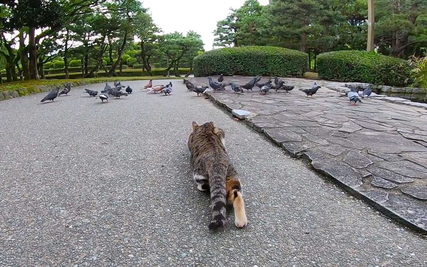 实拍猫捕食鸽子的全过程