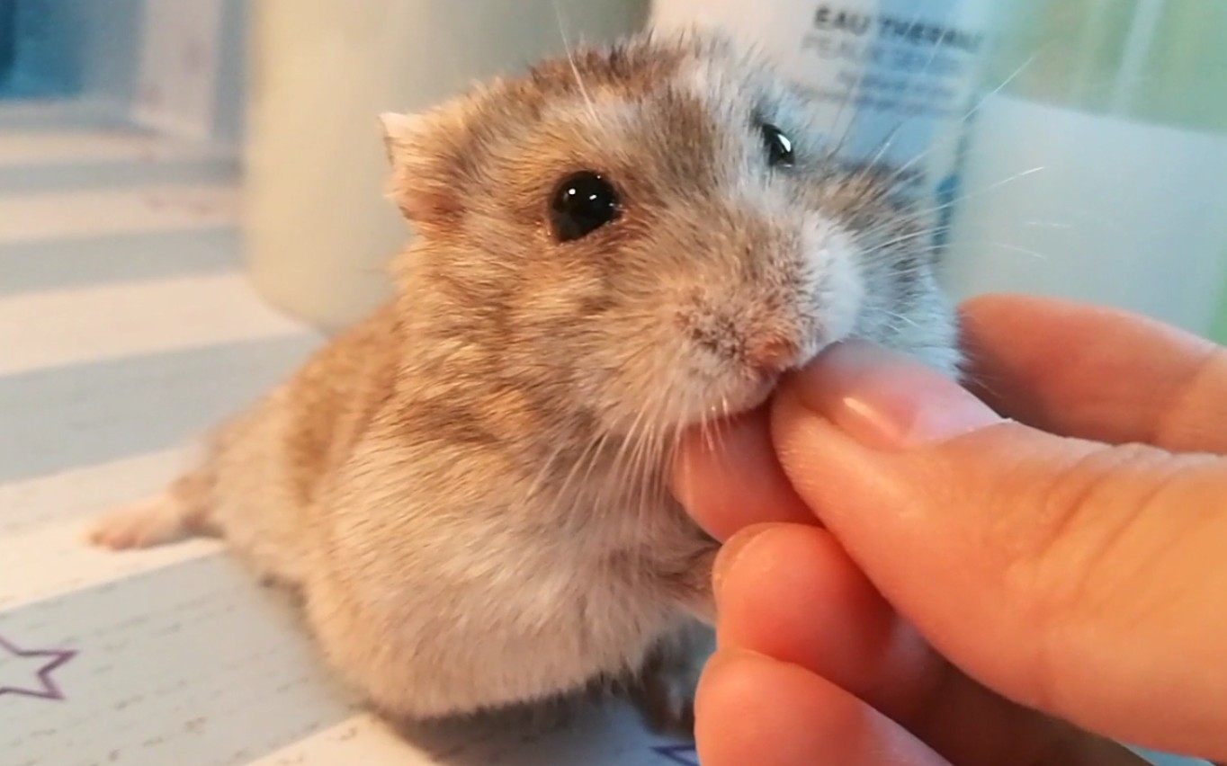 肥鼠鼠吃主人的手时,居然惊呆了?咬到舌头了?