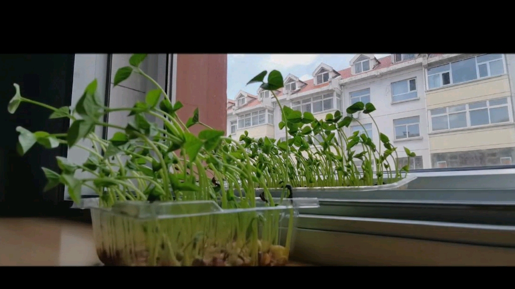 植物向光性实例