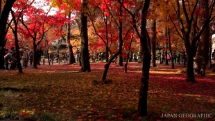 超清日本 埼玉県 平林寺的红叶 Tokyostreetview 哔哩哔哩 つロ干杯 Bilibili