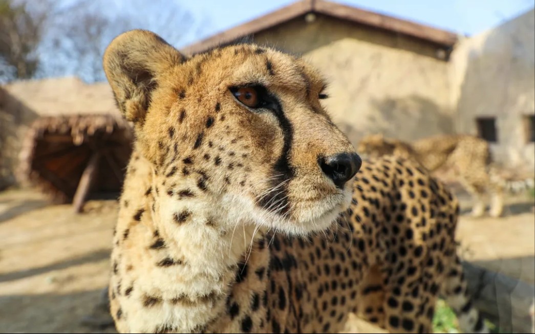 迷人猎豹卖萌 上海野生动物园 猎豹