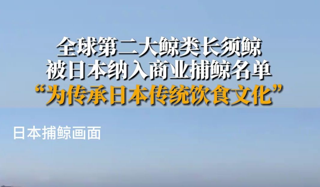 全球第二大鲸类长须鲸被日本纳入商业捕鲸名单哔哩哔哩bilibili