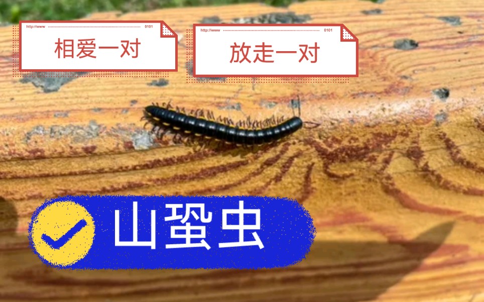 山蛩虫虫虫大配对相爱一对放生一对