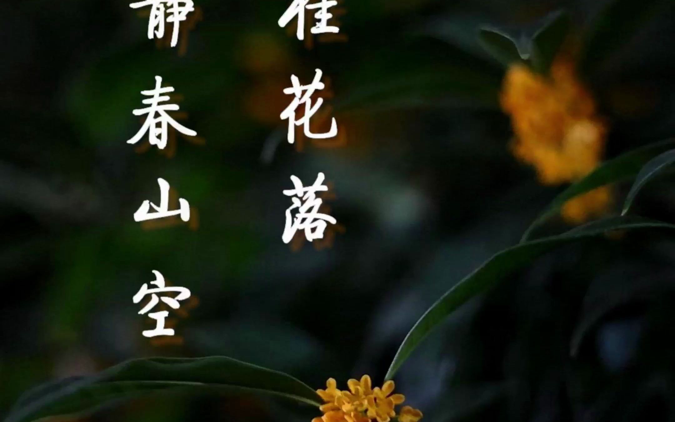 「 今天看桂花 」人闲桂花落,夜静春山空