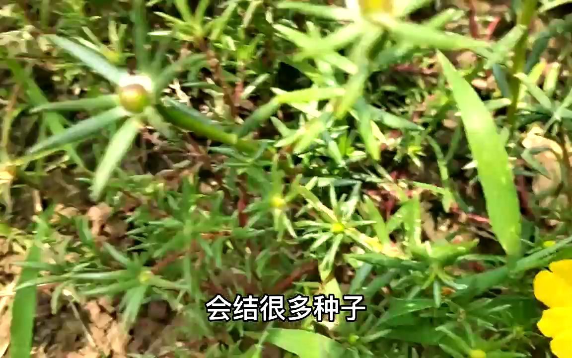 为什么你的太阳花种一年就没有了,而别人家种一年就可以年年花开哔哩哔哩bilibili