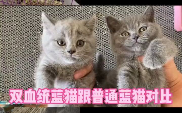 【猫咪品种科普】双血统蓝猫跟普通蓝猫的区别#蓝猫#新手养猫#英短蓝猫哔哩哔哩bilibili