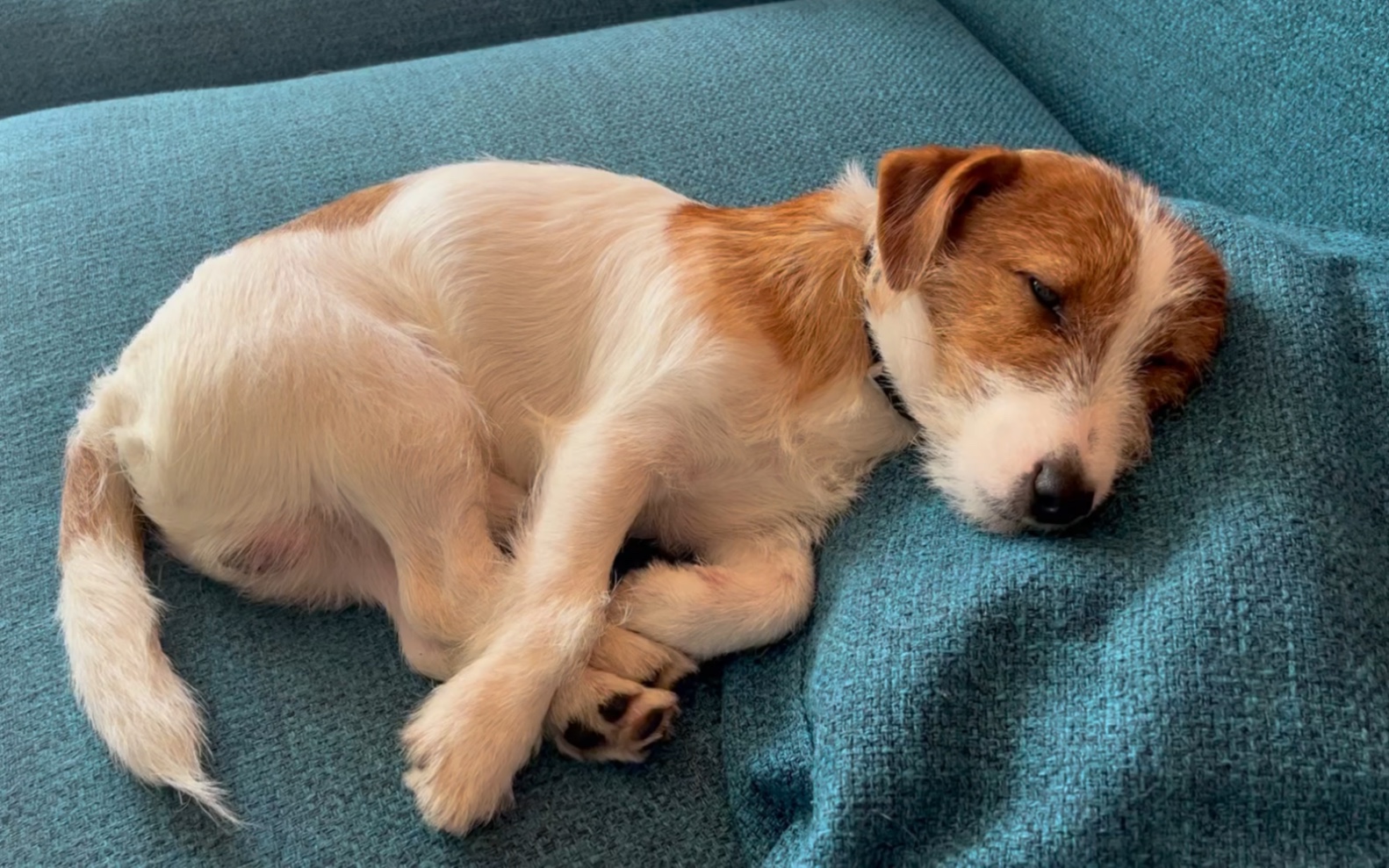 coco小奶狗枕枕头睡觉觉 工作陪伴犬 以及狗子的午睡四仰八叉深睡眠