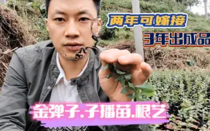 Télécharger la video: 金弹子根艺小苗，两年可嫁接，3年出成品