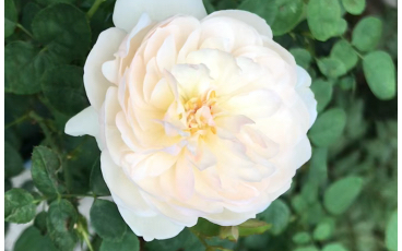 月季 | 格拉米斯城堡:开出了高级的复色!