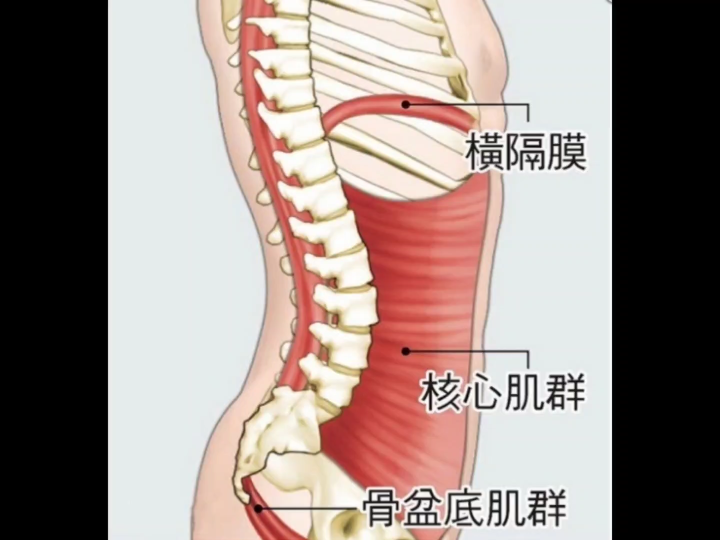 什么是核心肌群?核心肌群的作用,锻炼核心肌群,增强核心力量哔哩哔哩bilibili