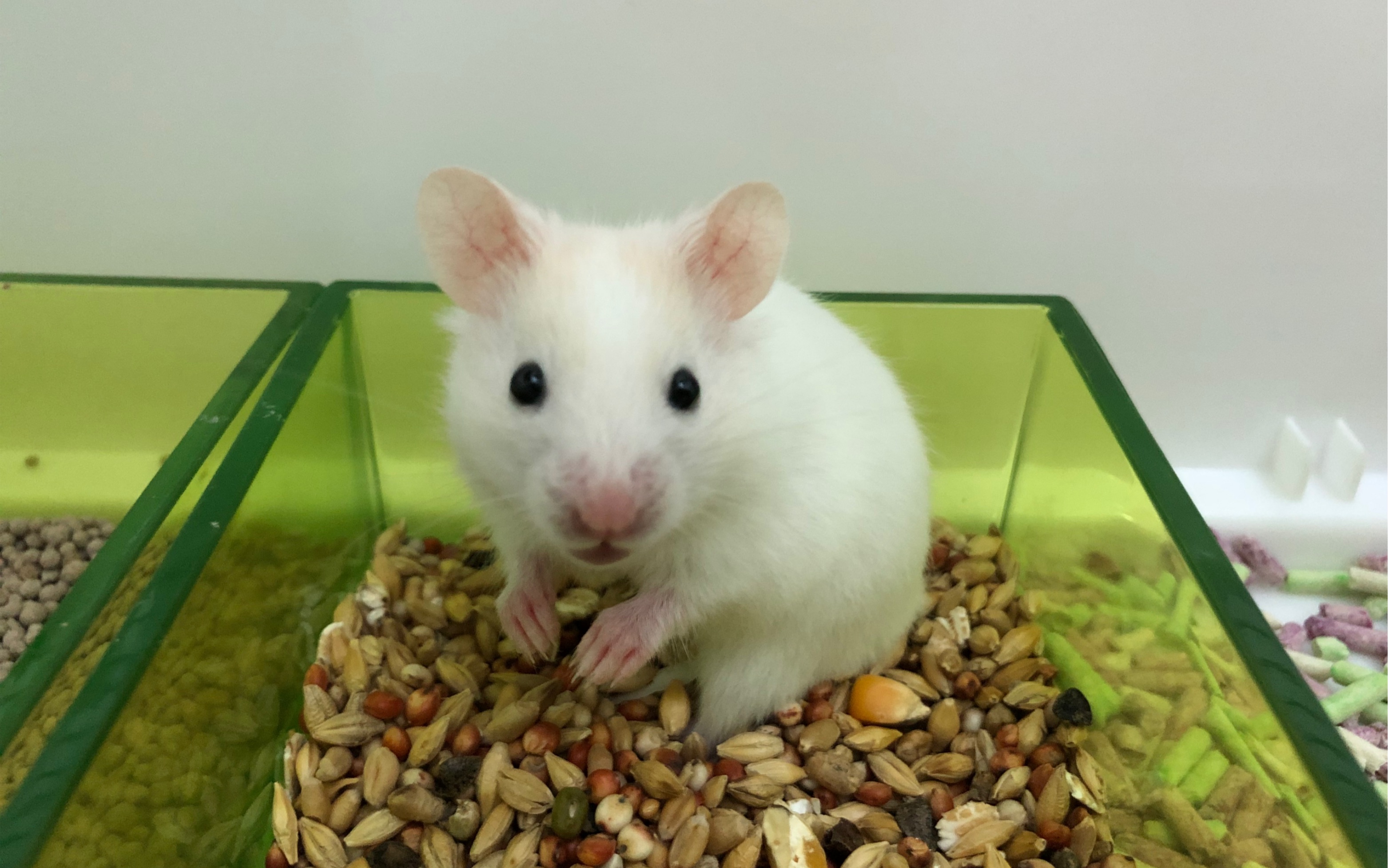 【金丝熊】吃吃吃 就知道吃 吃完就睡 理我一下会死啊