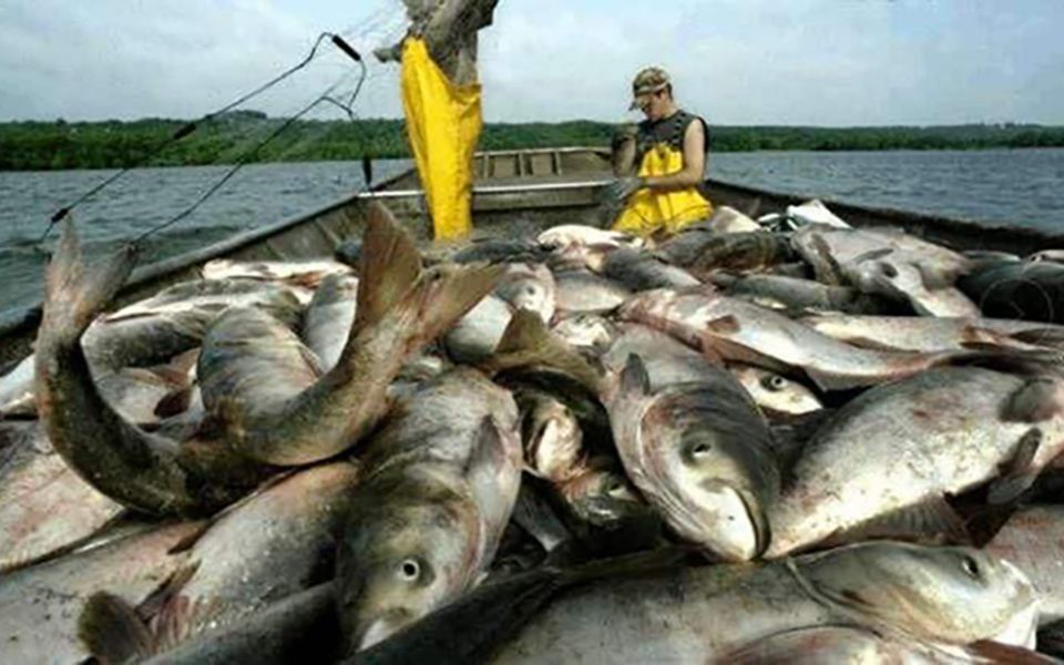 美国鲤鱼泛滥成灾,为什么美国人打死都不吃?