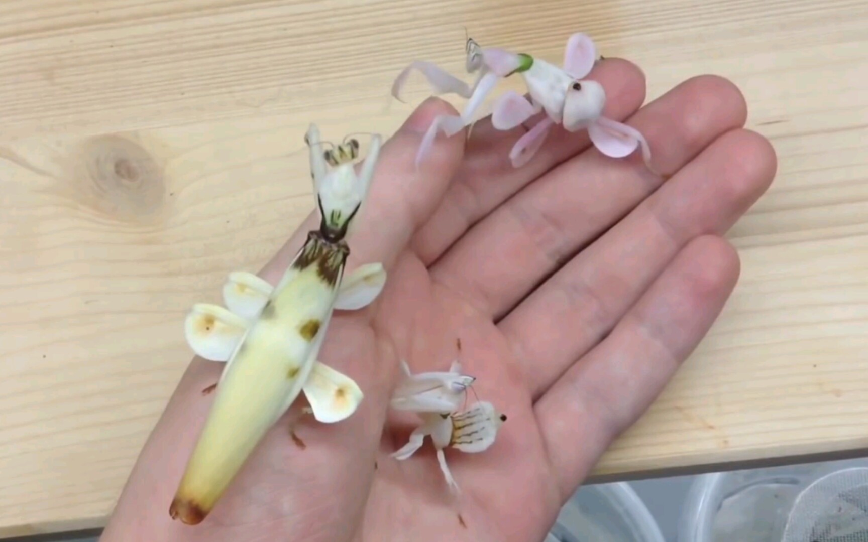 【youtube】兰花螳螂成虫及若虫上手