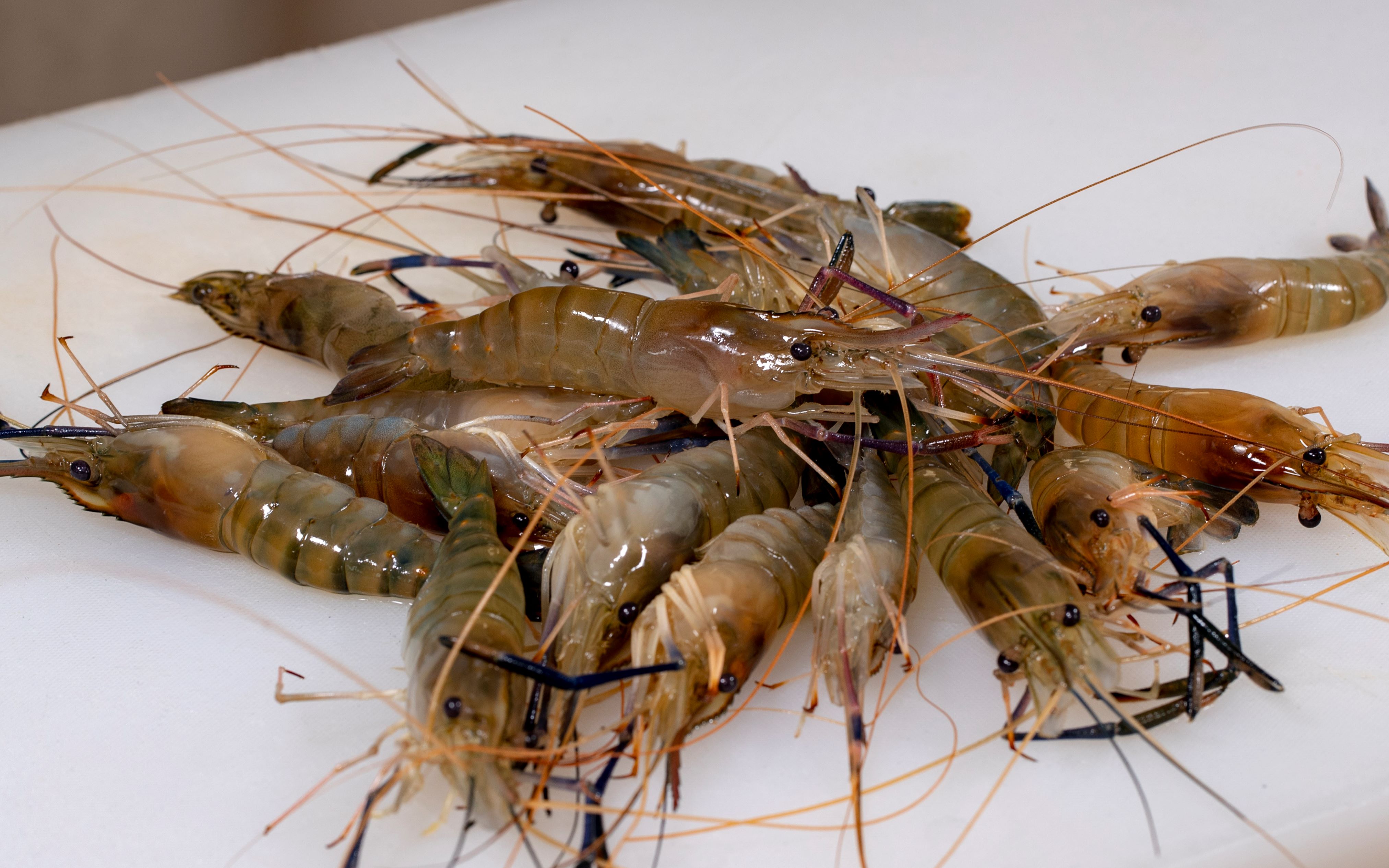 罗氏虾家常做法油焖罗氏虾,出锅味道外酥里嫩肉质鲜