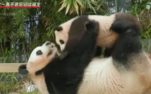 Скачать видео: 虽然照顾小宝宝很累，可爱宝也不曾忘记它的大宝贝“福宝”是啊，哪有妈妈会忘记自己的孩子。