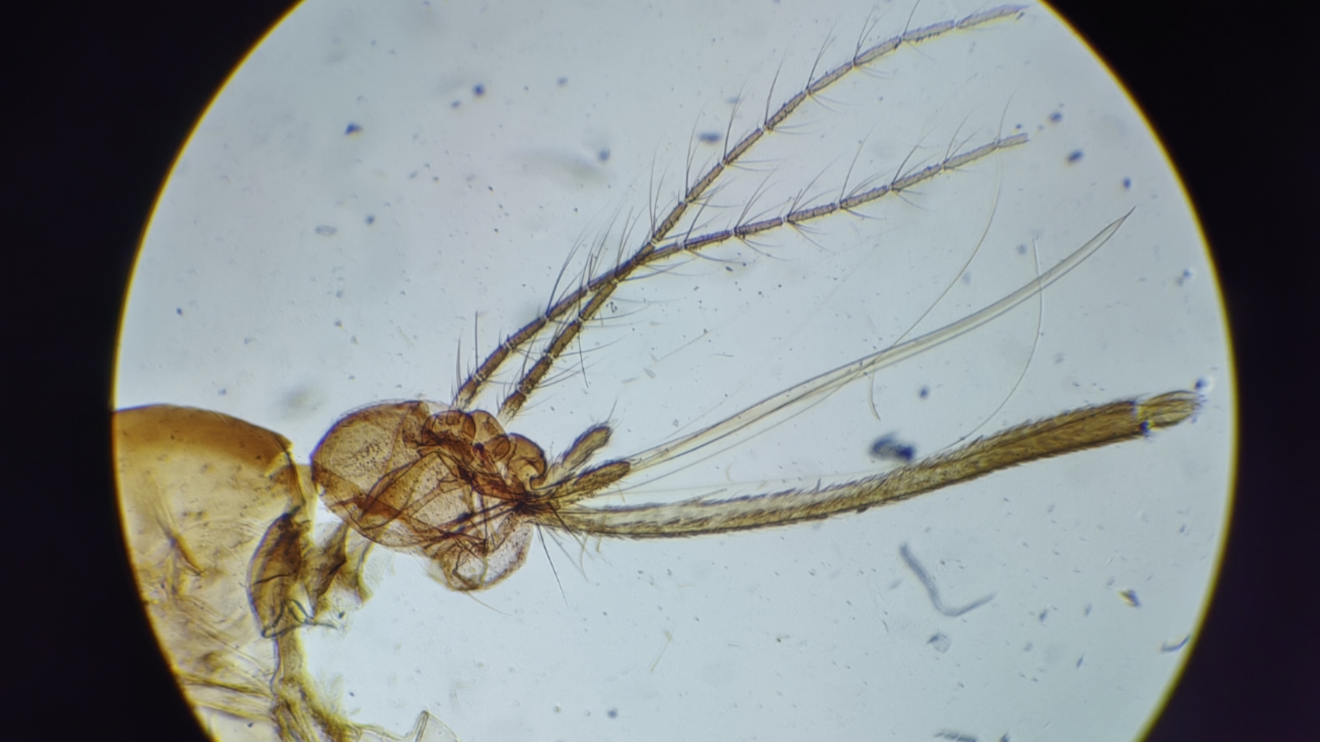 显微镜下的微观世界