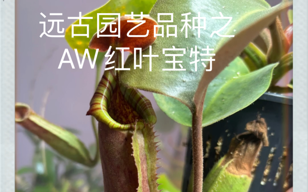 猪笼草品种分享之AW红叶宝特猪笼草哔哩哔哩bilibili