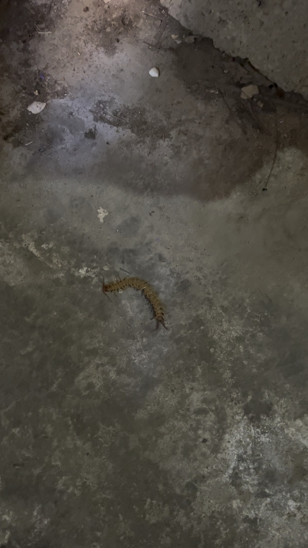 农村生活就是不免不了这种毒虫