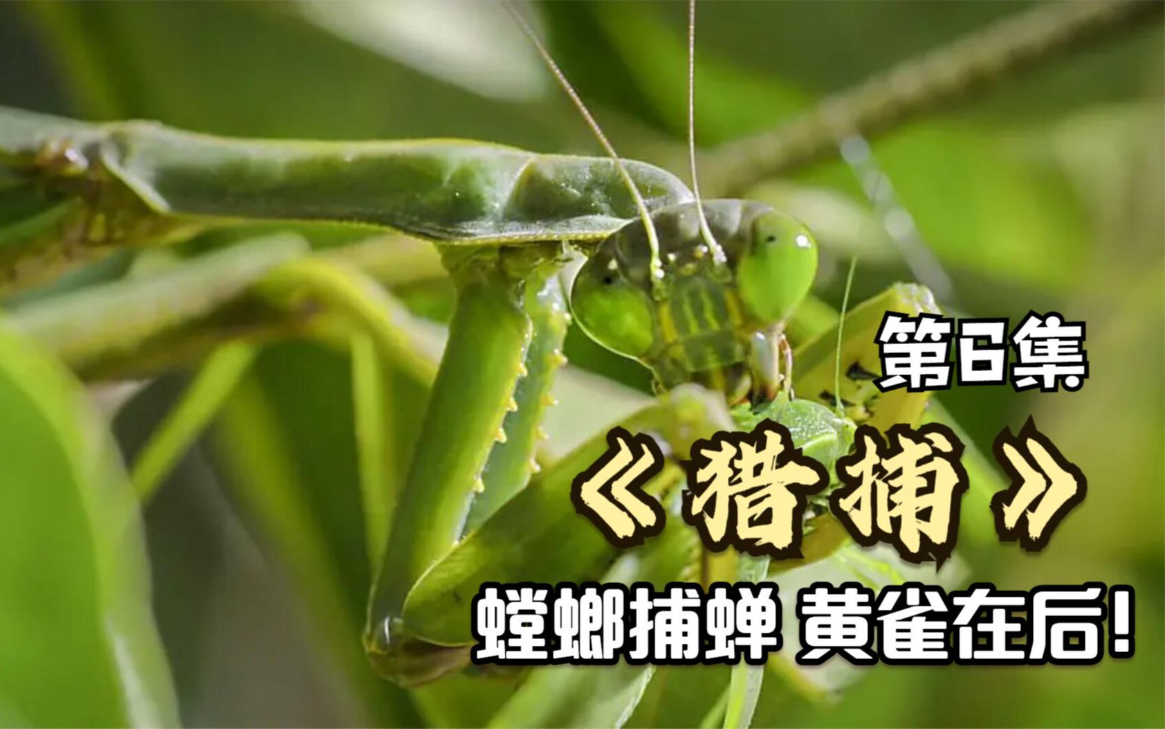 记录片《猎捕》第6集,螳螂捕杀蝗虫反被变色龙秒杀,黄雀在后是真的