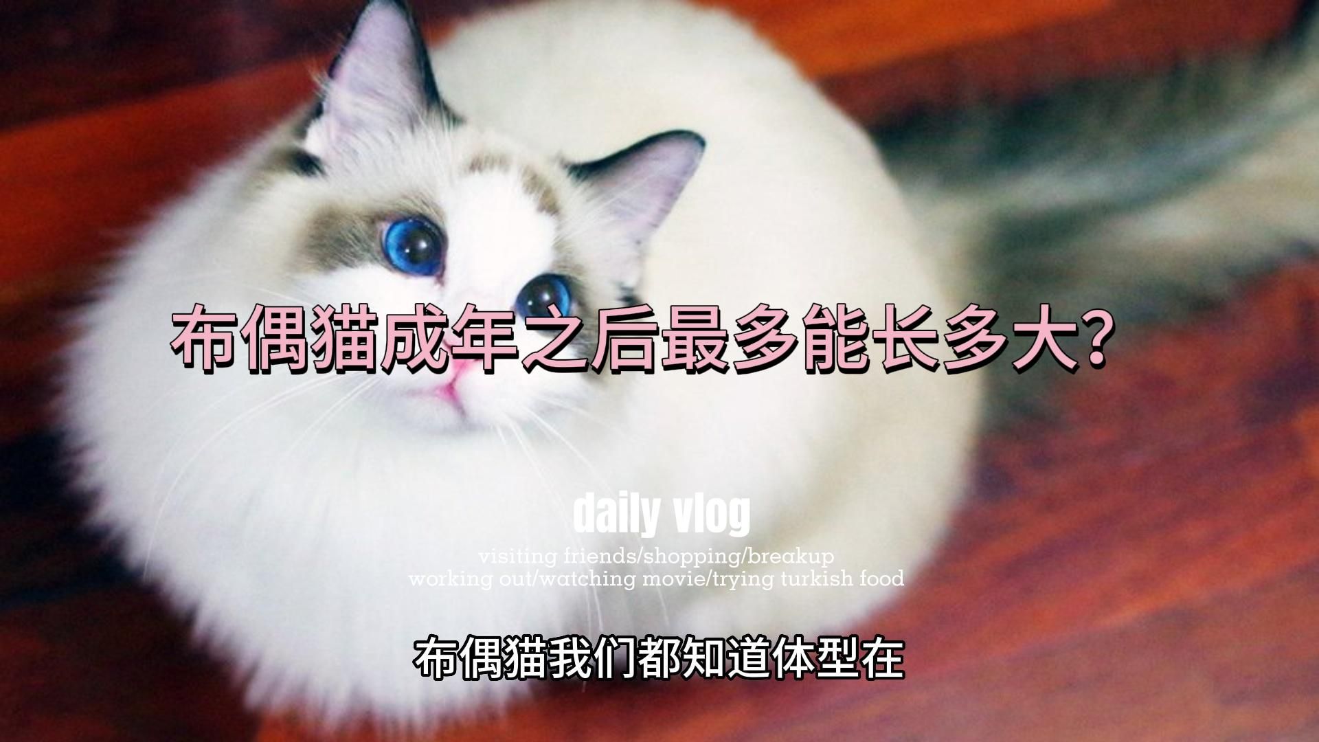 布偶猫成年之后最多能长多大?哔哩哔哩bilibili