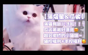 Download Video: 【蒲熠星】蒲猫有新儿子啦！瓜裟弟弟好漂亮！超会撒娇的小猫咪～猫控福利+手控福利！