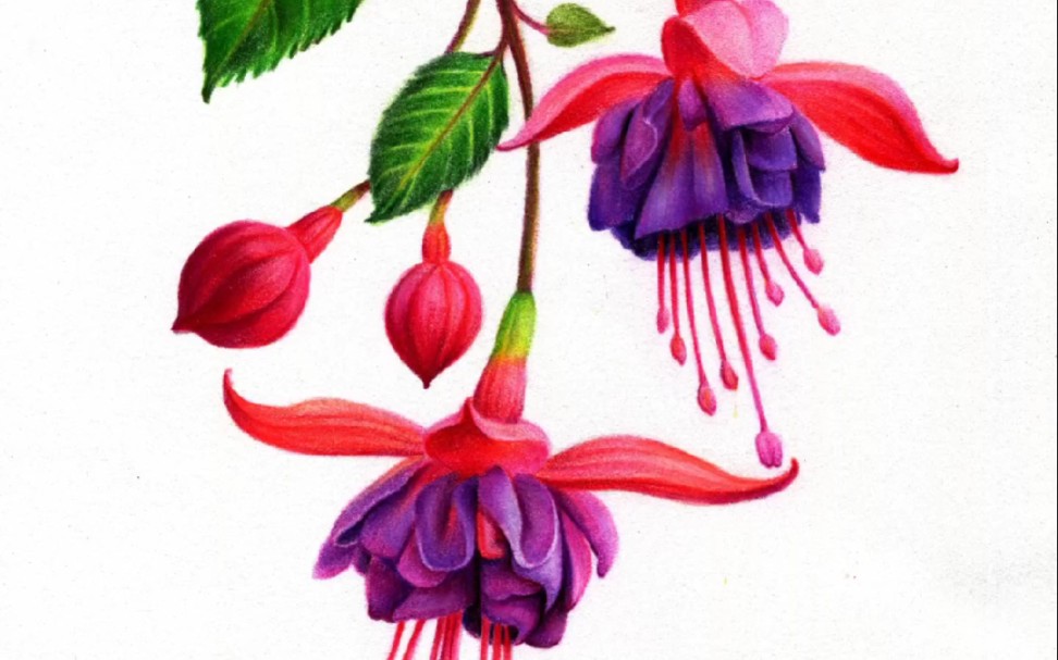 彩铅花卉紫色灯笼花绘画全过程
