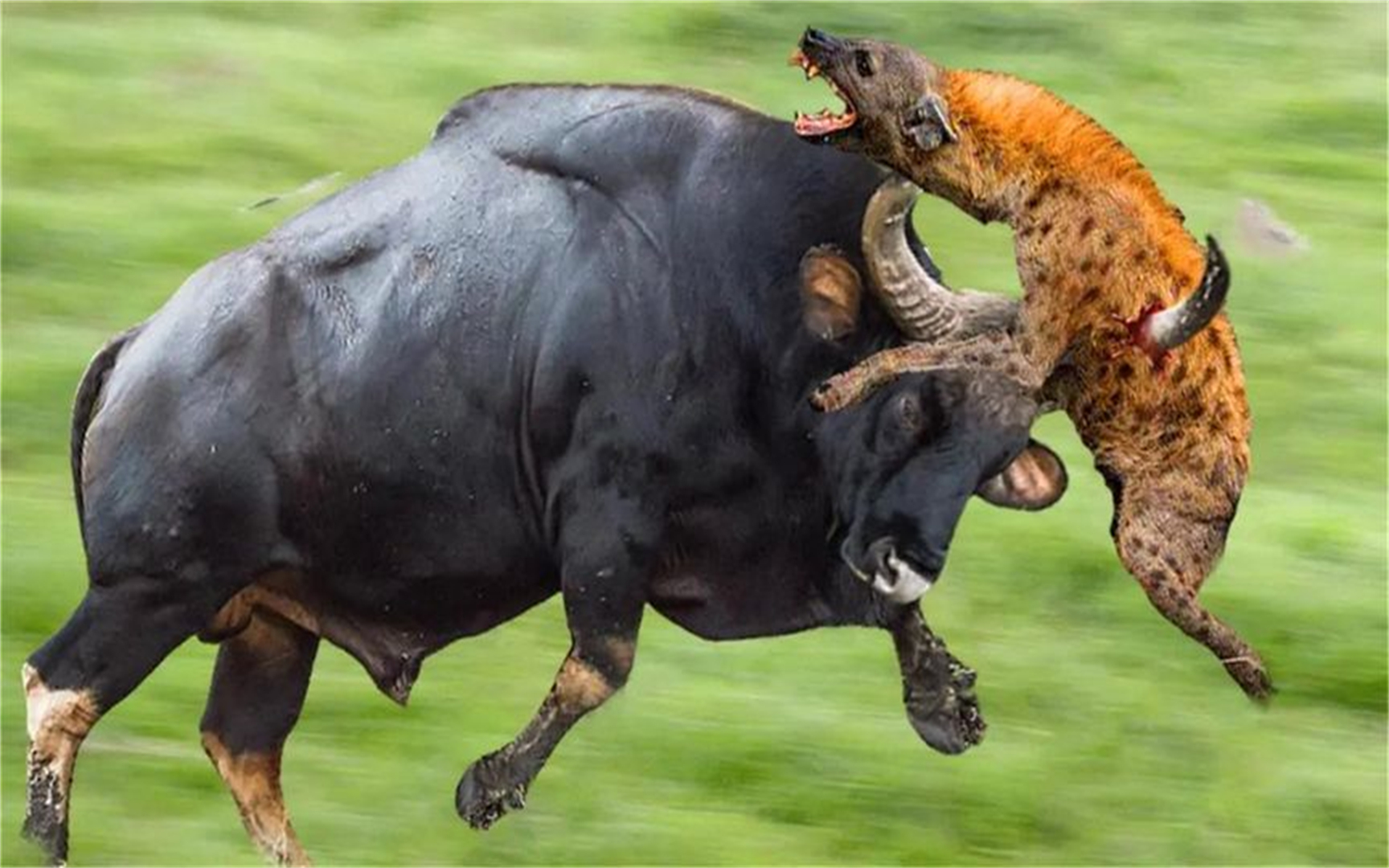 好斗的水牛撞上鬣狗,拯救小牛,水牛vs鬣狗,野狗!