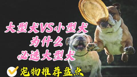 小型犬很好 但我养大型犬 因为大型犬有独特属性 哔哩哔哩