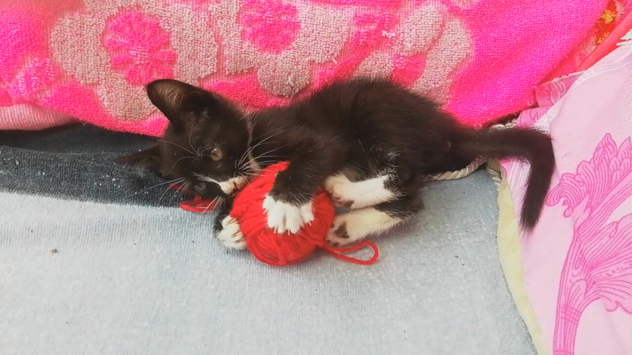 玩毛线的猫了解一下