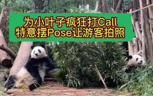 下载视频: 原音分享，为小叶子疯狂打Call！摆Pose让游客拍照！虽然现场游客喊的是：“花花，果赖，果赖！”但小叶子却一脸乖乖地看着游客，摆好Pose让游客拍照，好甜好暖