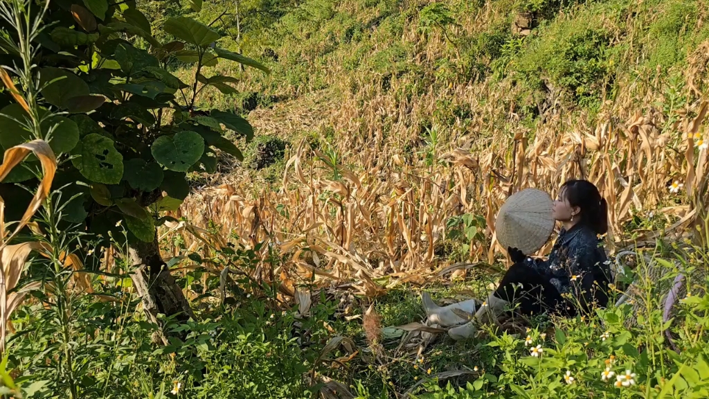 尼泊尔美女阿平坚持做原生态农业,一个人用镰刀砍三四亩玉米杆子