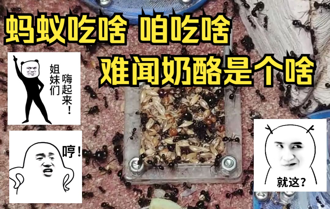 蚂蚁吃啥我吃啥 今天咱吃火龙果 那么难闻奶酪是个啥哔哩哔哩bilibili