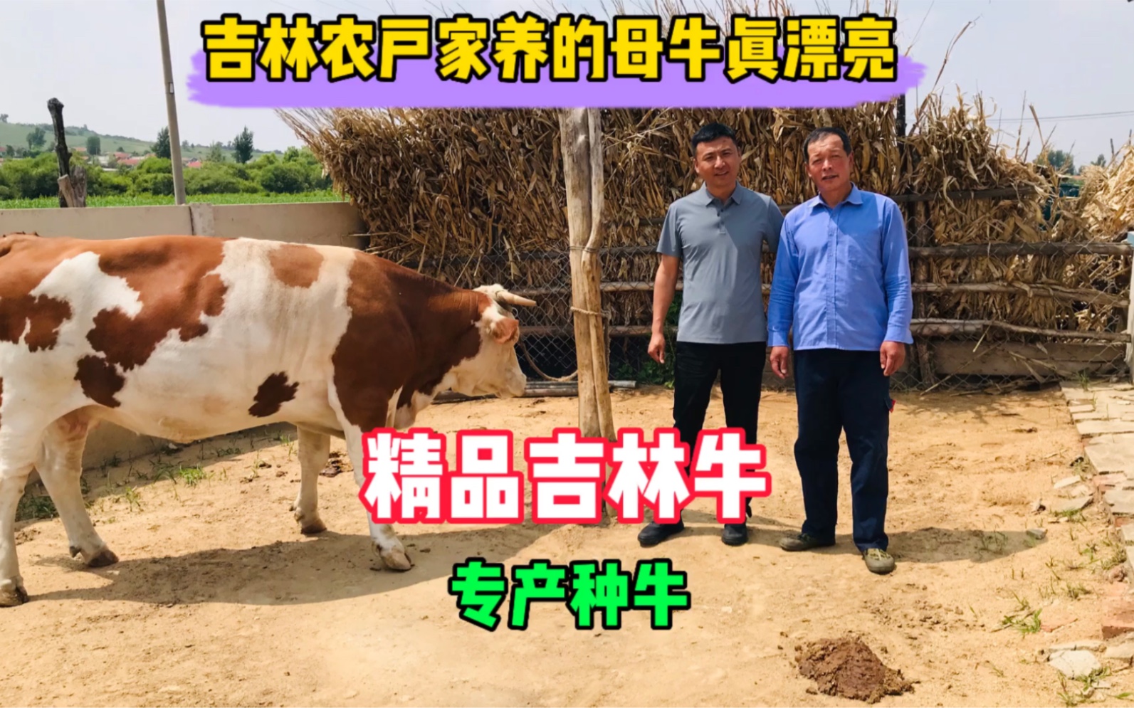 亮哥探牛:这家母牛养得好,听听几十年养牛老农的经验哔哩哔哩bilibili