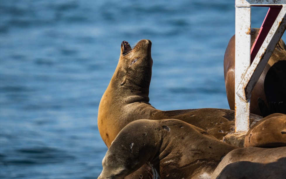 加州海豹_哔哩哔哩_bilibili