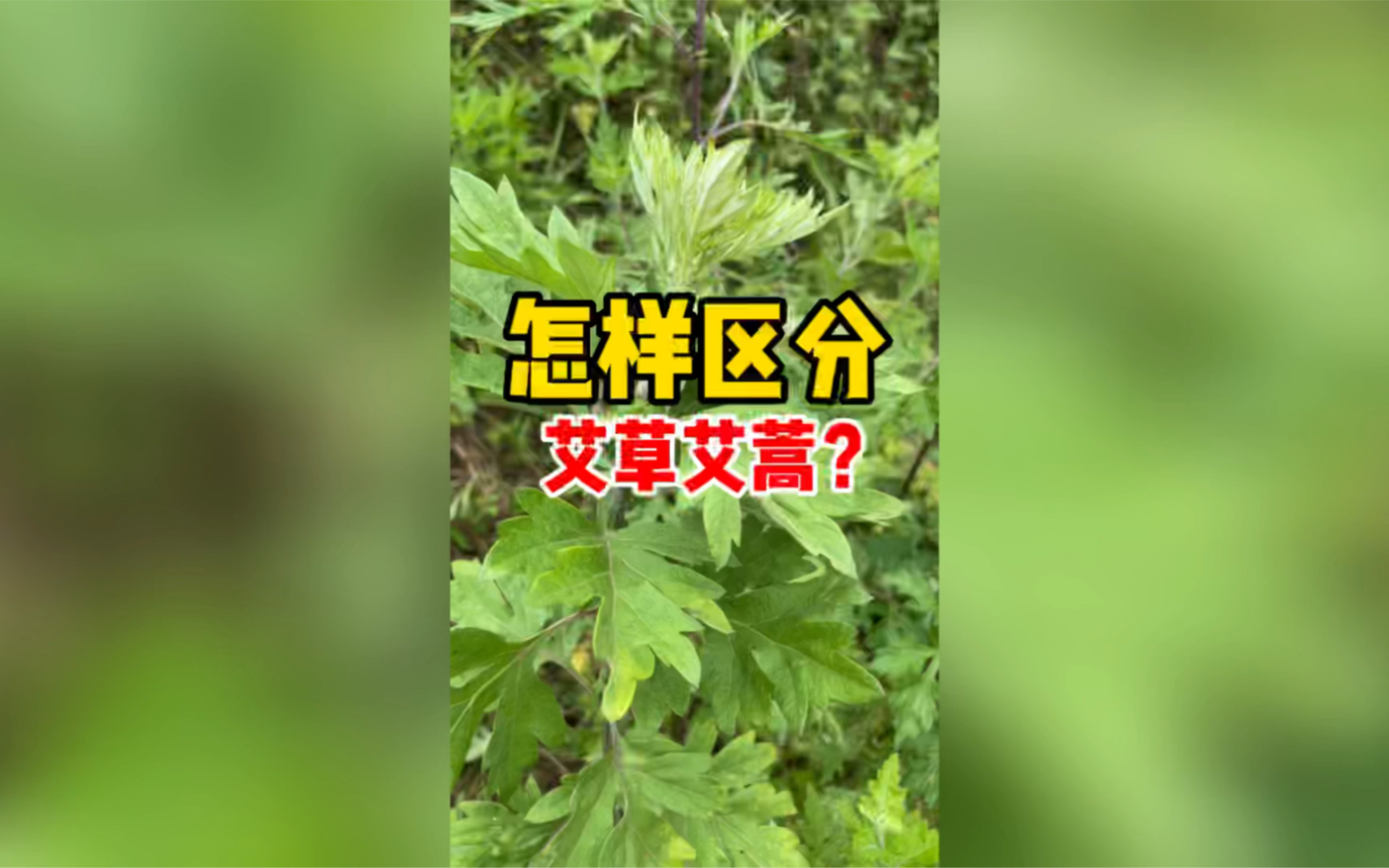 [图]艾草艾蒿你会区分吗？