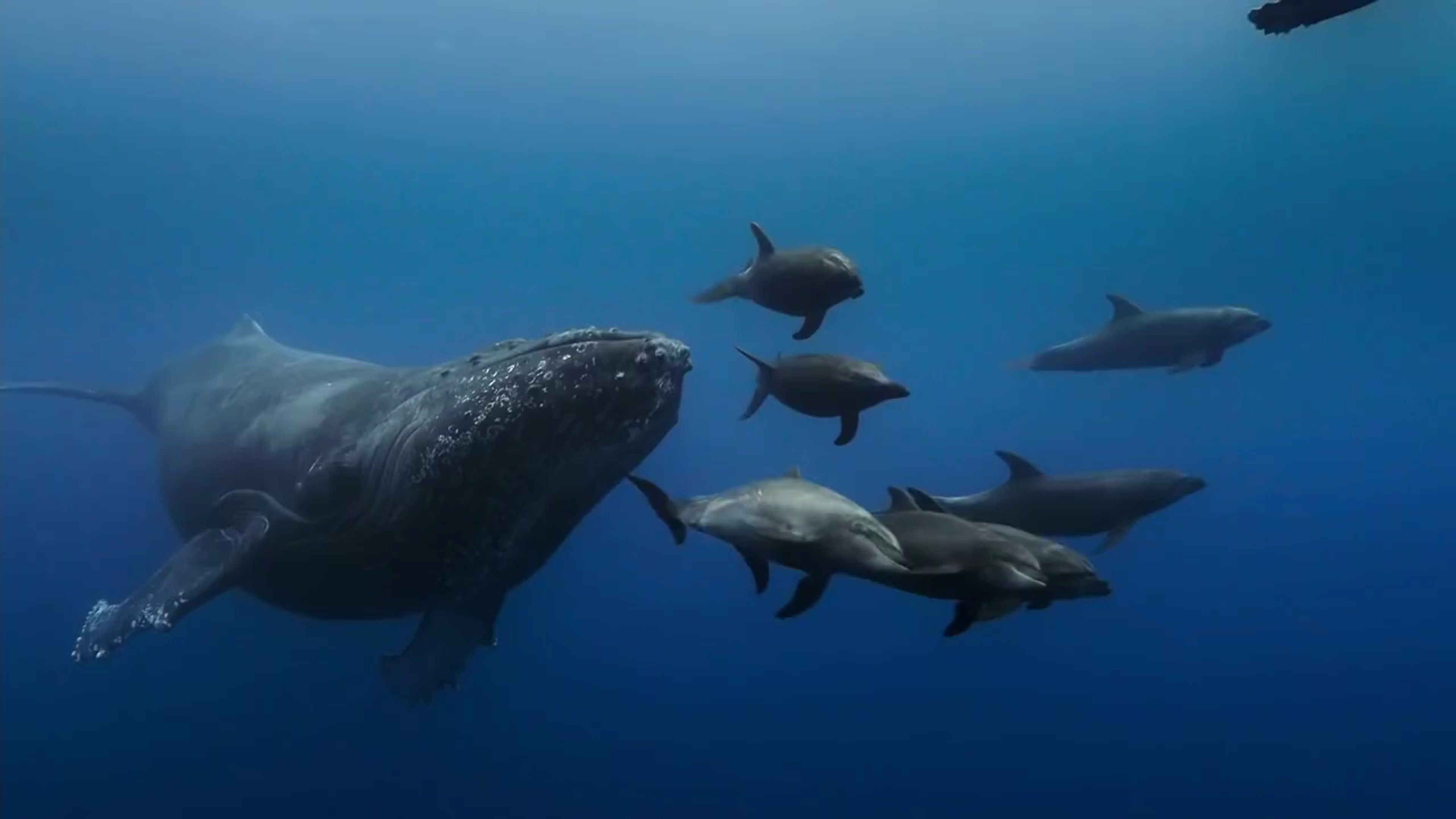 迪士尼流媒体自然纪录片海豚礁大象联版预告片