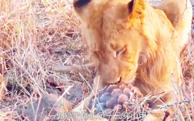 [图]草原之王 生存的战斗