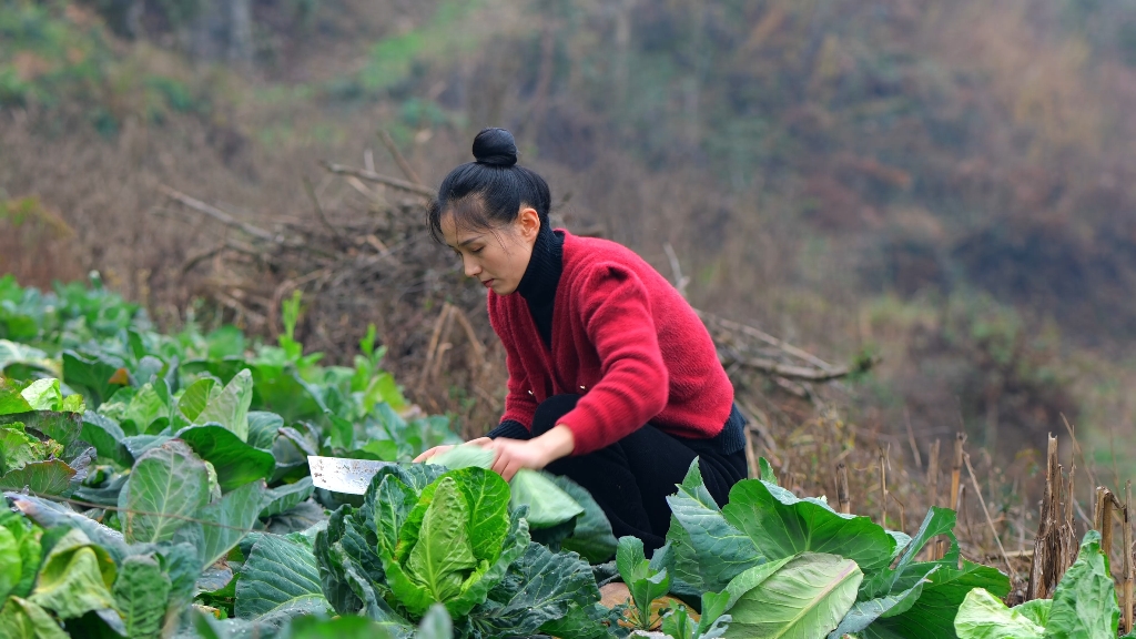 [图]春种一粒粟，秋收万颗子。把没吃完的牛心白收了，好种其他菜。就是不知道这么多怎么吃。