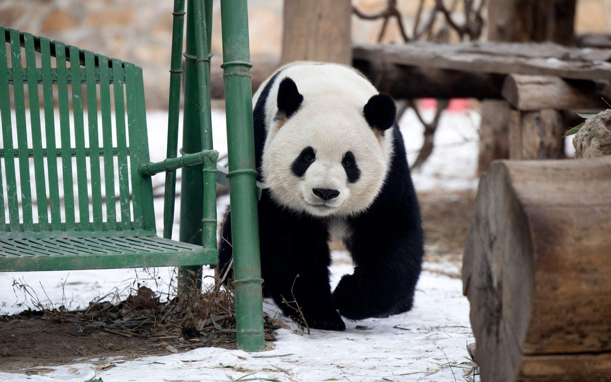 熊猫萌兰:熊猫界炸裂的存在,越狱被抓改挖地道
