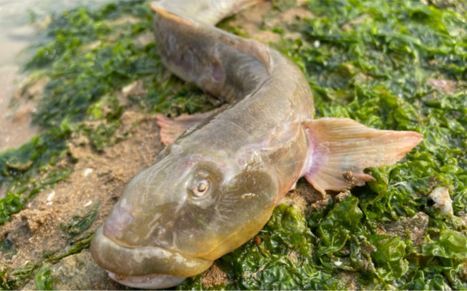 听老一辈人说龙尾鱼一年长一尺