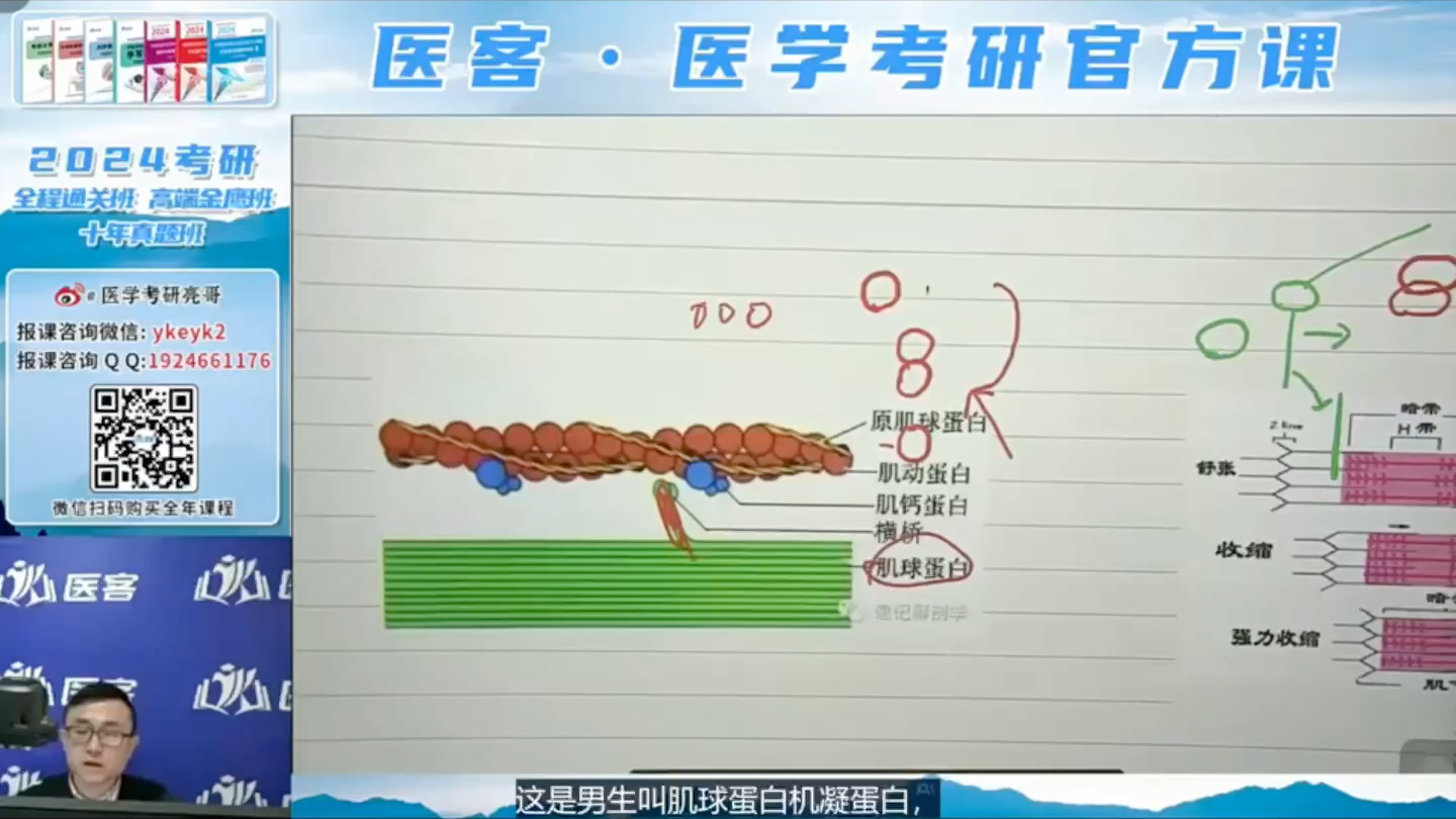 [图]肌丝滑行（自用）