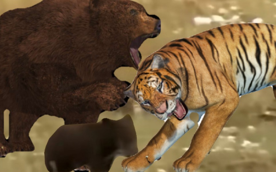 棕熊为了保护孩子和老虎大战三百回合