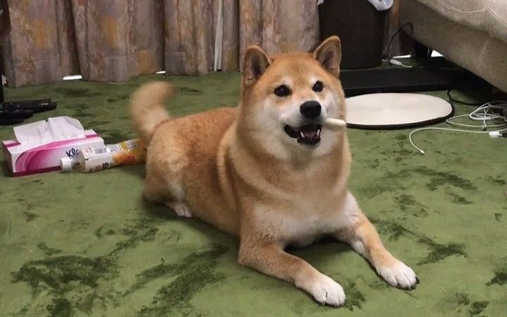 柴犬maru的日常欢迎回家哟耙耙摇尾巴摇尾巴2329˙o˙2923