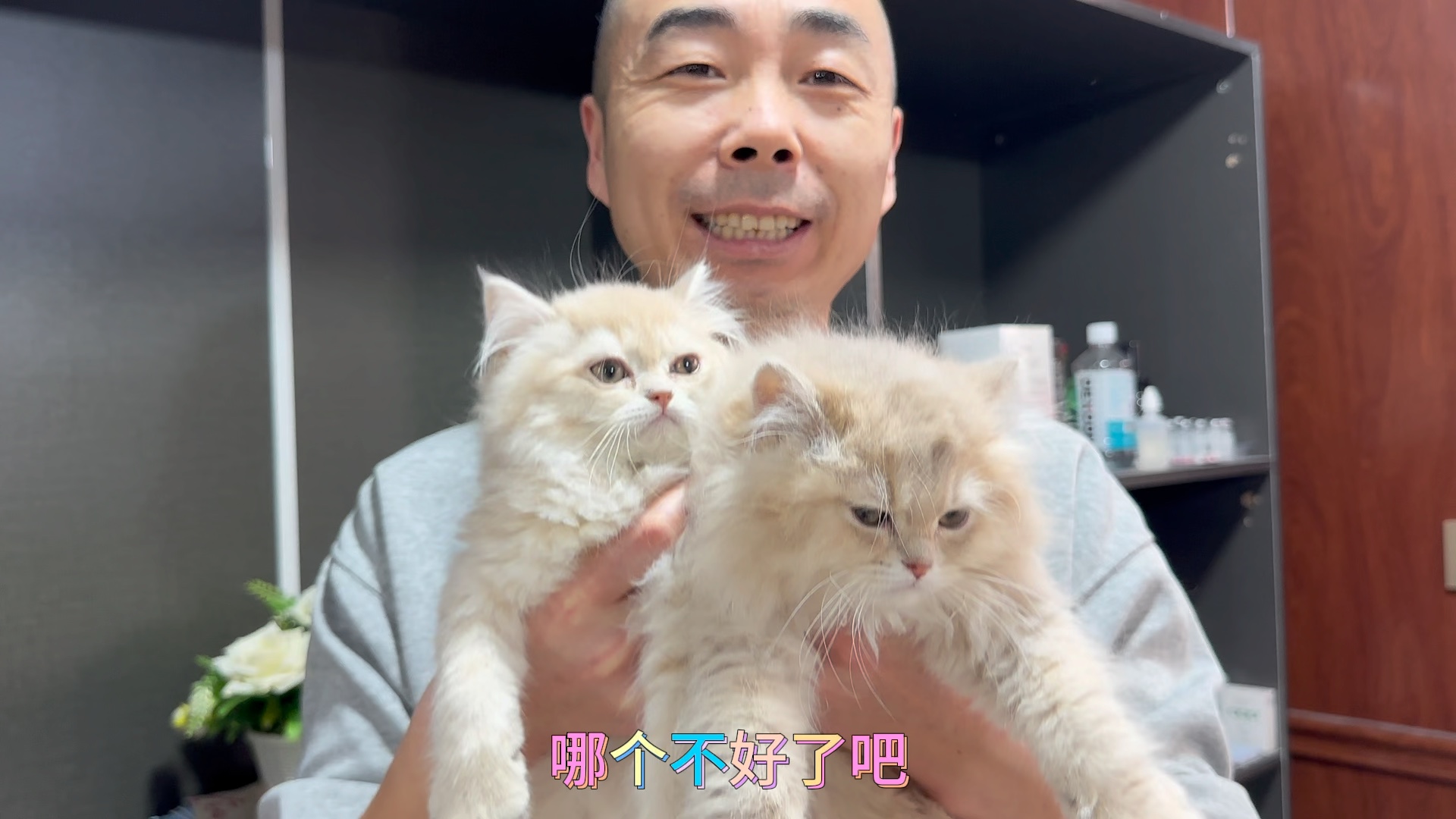 今天教你们如何区分是不是紫金渐层