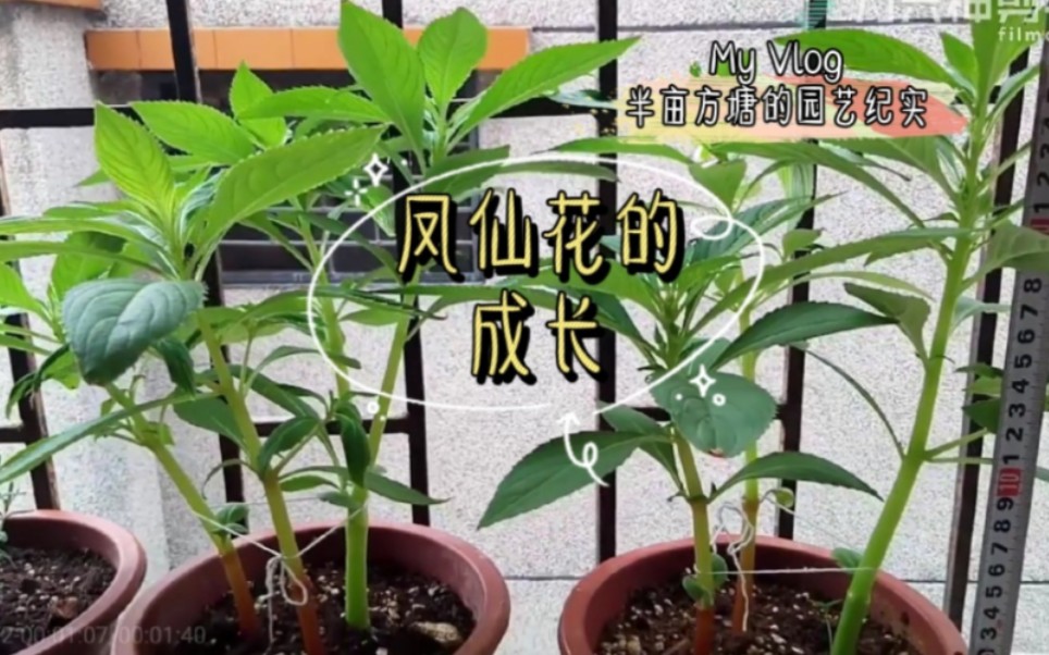 【凤仙花】从种子到大苗现蕾, 观察凤仙花成长的记录贴哔哩哔哩bilibili