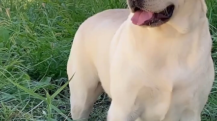 "家庭伴侣犬 "神犬小七 "纯种拉布拉多犬