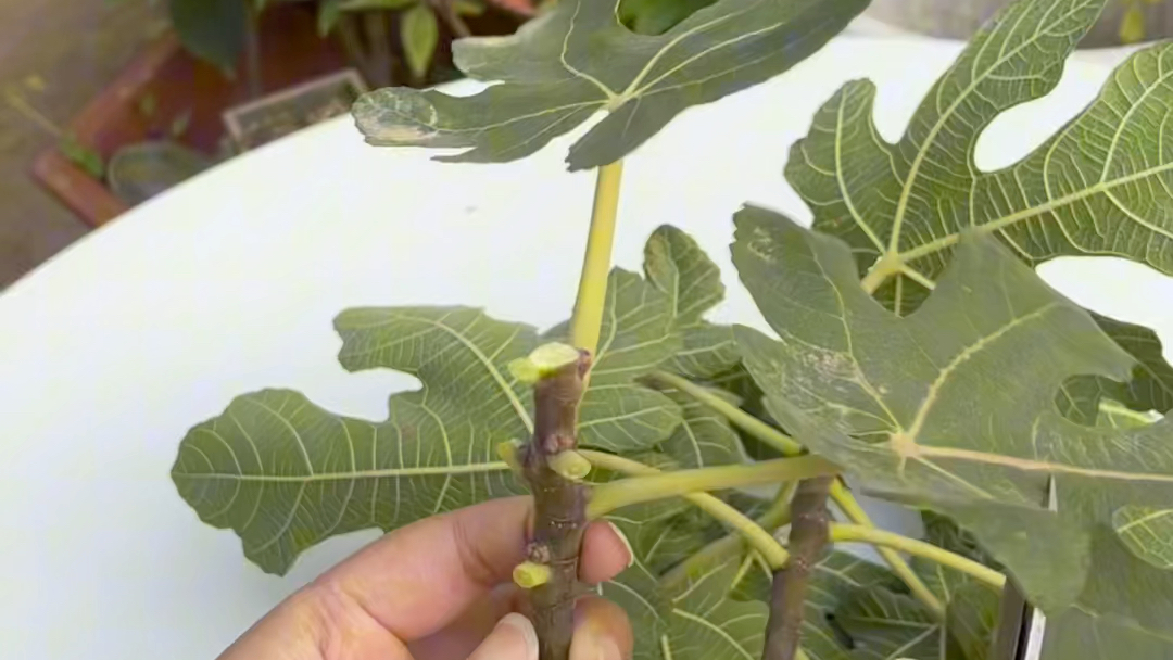 怎么扦插无花果?多做这一步!不信你还不会!