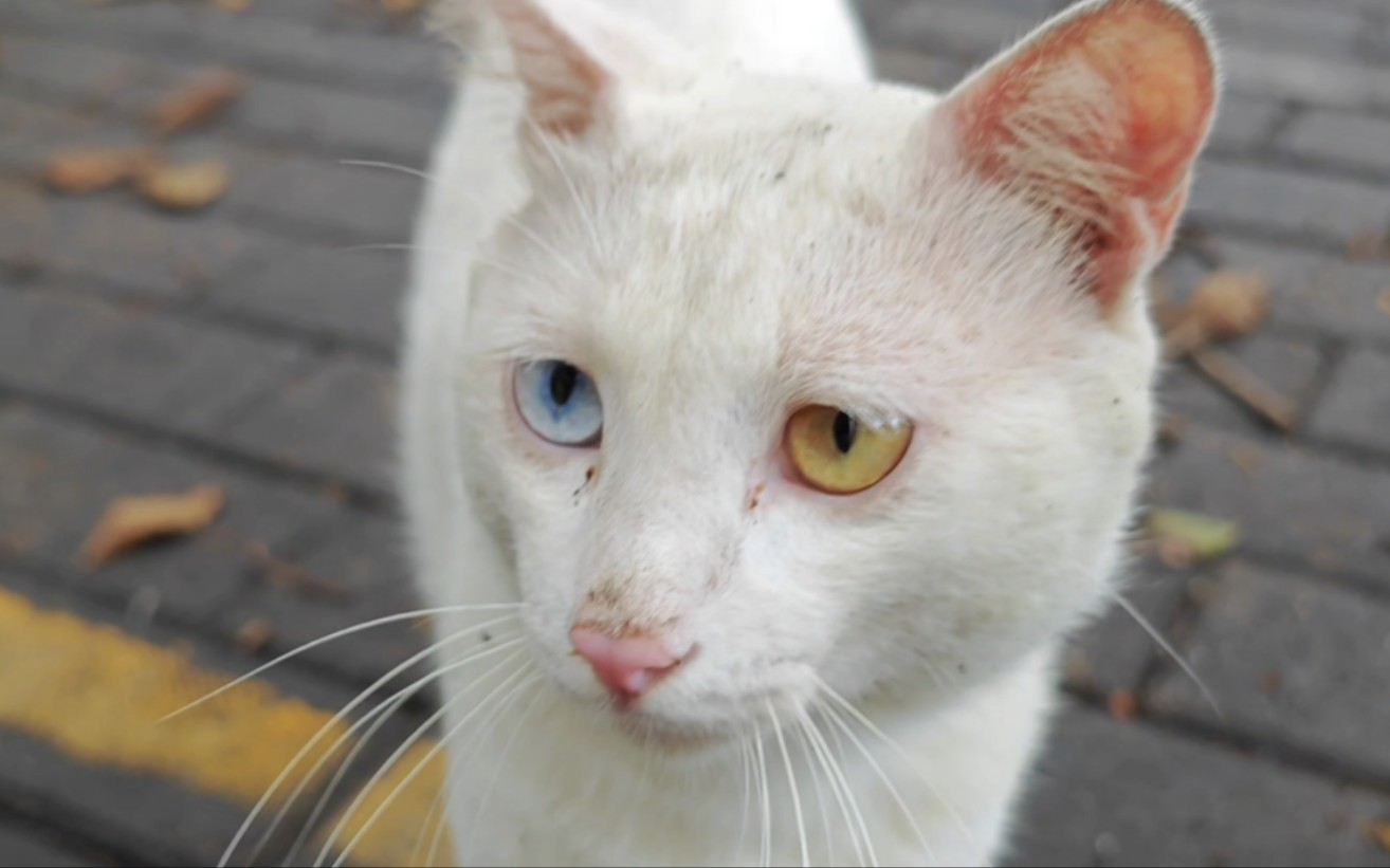 这位异瞳的靓猫穿着一身白怎么能在地上打滚呢