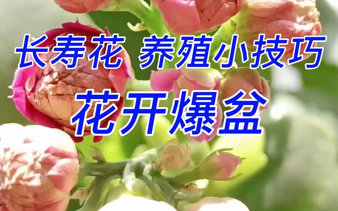 长寿花养殖小技巧花开爆盆哔哩哔哩bilibili